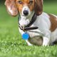 thumbnail image 1 of PAMINGONO 15Ud Protectores De Para Perros En Silicona Flexible Azul Resistentes Y, 1 of 8