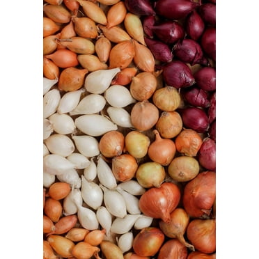 Onion Sets for Planting - White, Yellow and Red Onions - Easy to Grow (1/2 Pound)