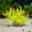 Yellow, variant on Aquarium Artificial Sea Branch Decoration, Soft Plastic Coral Ornament with Stable Base for Saltwater Fish Tank Decor, Handmade Natural Looking Underwater Landscape Accessory for Aquatic Plants