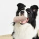 thumbnail image 3 of Juguete para masticar con chirrido para cachorros, juguete para perros con chirrido, dientes de TPR, juguete para perros pequeños, juguete para perros con chirrido, juguete multifuncional para perros, 3 of 10