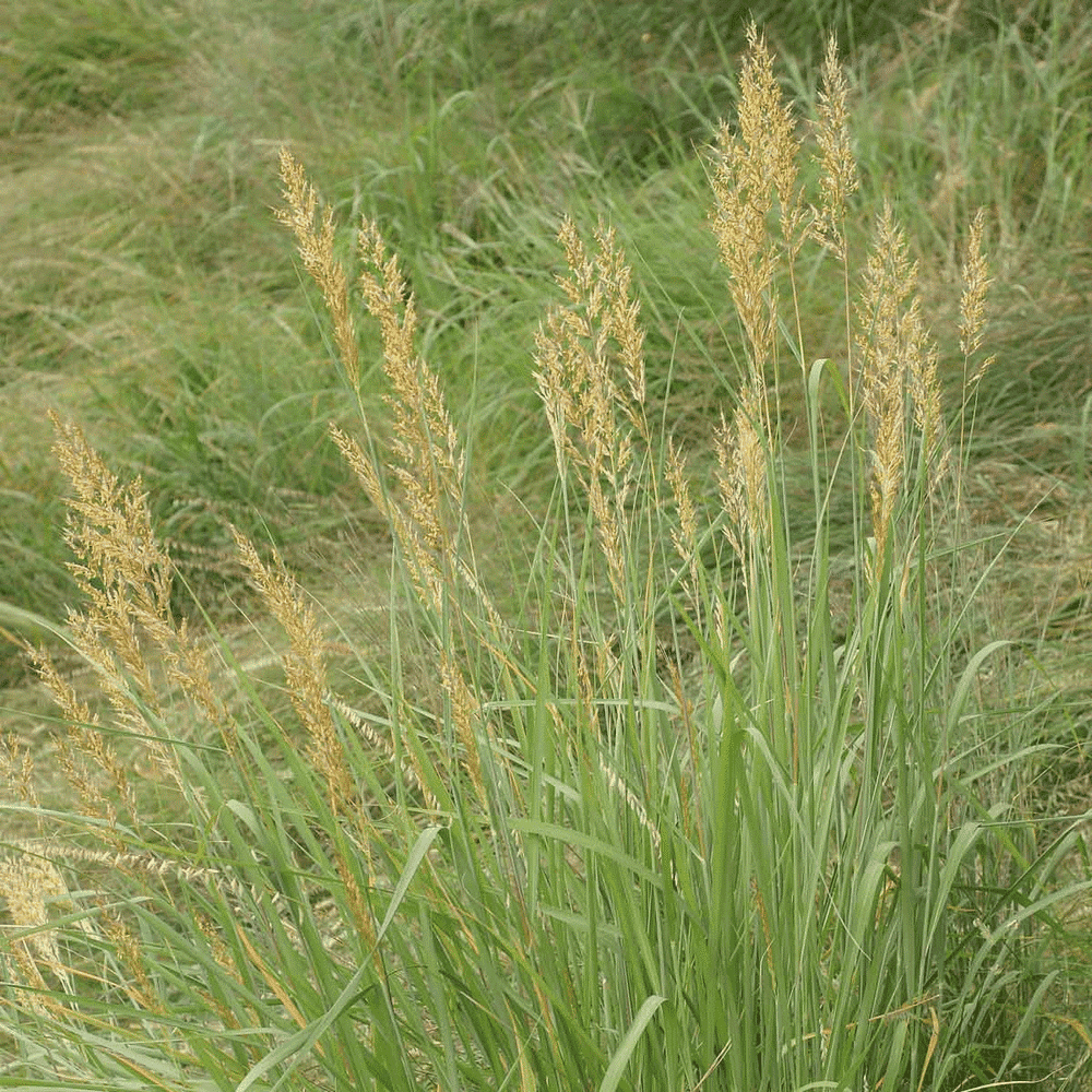 Everwilde Farms 1/4 Lb Indian Grass Native Grass Seeds Gold Vault