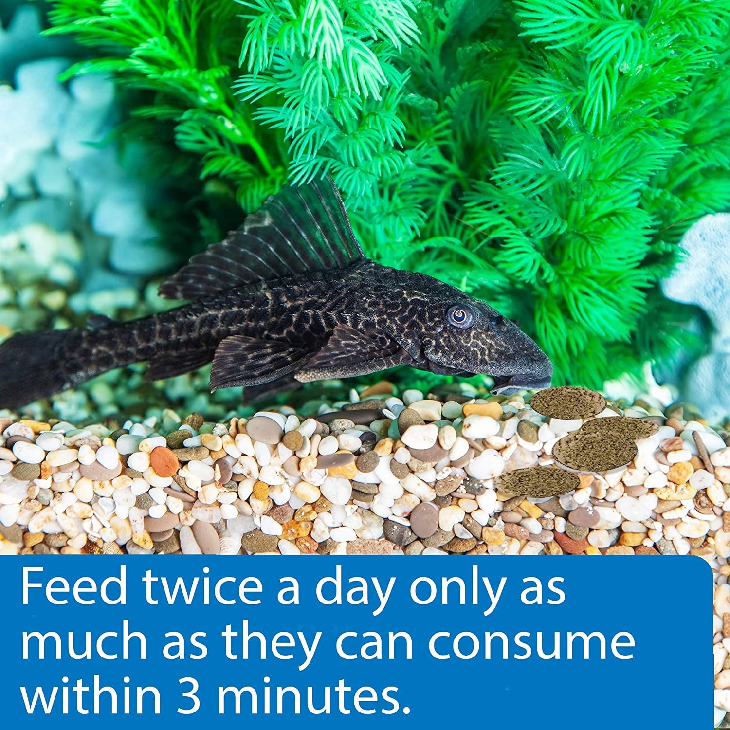 API Algae Eater Sinking Wafers Fish Food [Aquarium Bottom Feeder Food, Aquarium Supplies] 19.2 oz (3 x 6.4 oz)