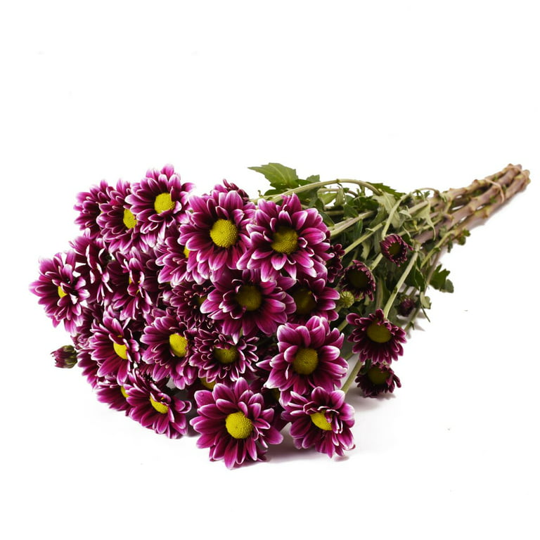Purple Brazilian Small Star Daisies Natural Dried Flowers - Temu