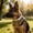 Style B, variant on Fashionable Pet Necklace Dog Collars with Bow, Soft Nylon Puppy Collar with Safety Buckle, Adjustable Cat Dog Accessories for Daily Walk, A/B (Multiple Sizes)