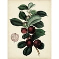 thumbnail image 2 of Vision Studio  15x18 White Modern Wood Framed Museum Art Print Titled - Antique Foliage and Fruit I, 2 of 4