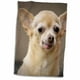 thumbnail image 3 of Toalla 3dRose Toothless Chihuahua Dog Santa Fe, Nuevo México, 3 of 3