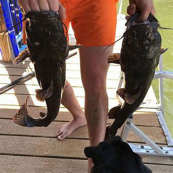 Lew's Cat Daddy Spinning Combo, cat fishing pole pcbc.gov.pl