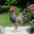 thumbnail image 3 of Estatua de de simulación, figurita de Animal , artesanía artística, escultura de pollo, estatua de pollo tante, Patio, fotografía M Macarena Estatua de gallina, 3 of 7