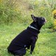 thumbnail image 3 of Suéter para perros, chaleco polar JACKO & CO, suave y cálido para perros de tamaño mediano, 3 of 8