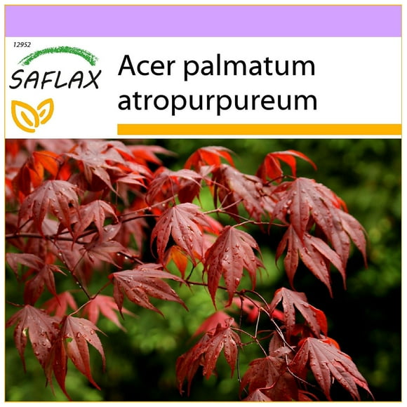 Saflax - 20 seeds - Red Japanese Maple - Purple Japanese Maple - Red Japanese Maple / Red Japanese Maple - Japanese Maple - Red Japanese Maple--