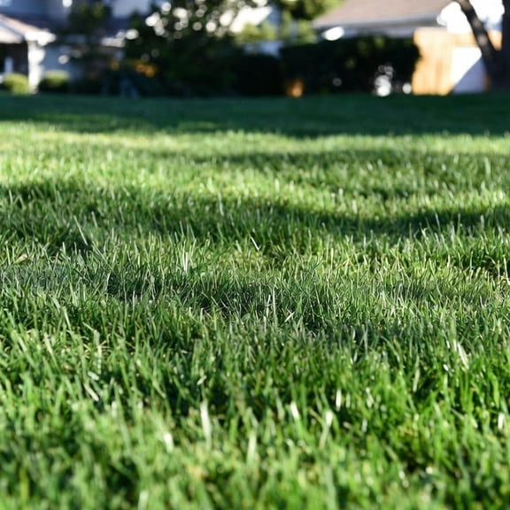 40000 Zoysia Grass Seed for Green Home Lawn