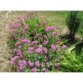 thumbnail image 3 of 1000 TALL CATCHFLY (Campion / None So Pretty) Silene Armeria Pink Flower Seeds, 3 of 5
