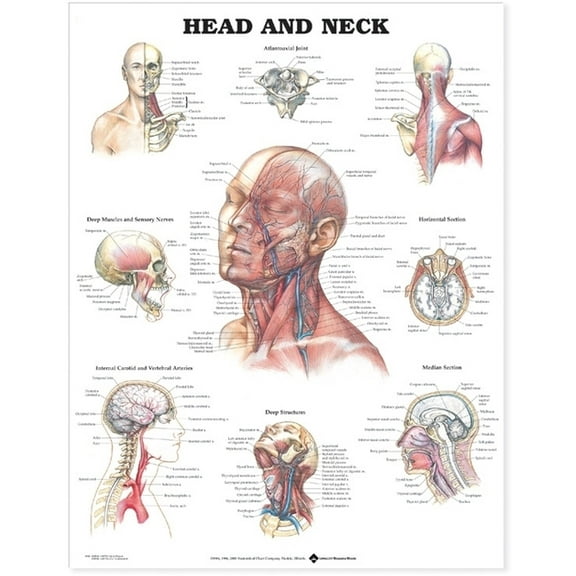 Head & Neck
