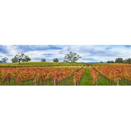 Autumn Color Vineyards Guerneville Road Sonoma County California USA Poster Print - 18 x 6