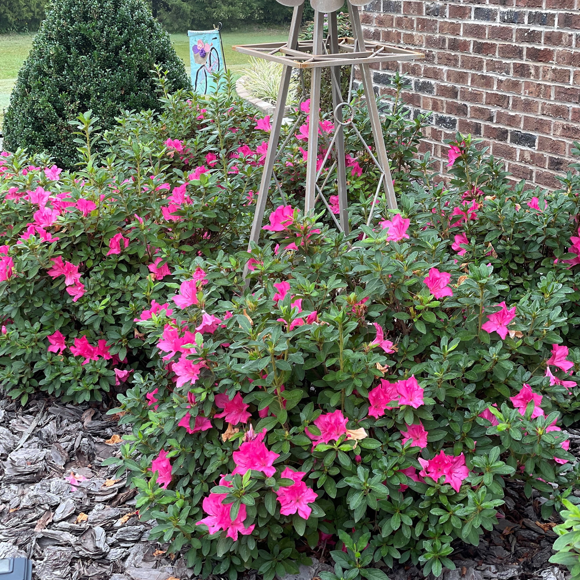 Encore Azalea Autumn Sangria Live Shrubs