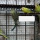 thumbnail image 4 of unbranded 6Pcs Plastic Bird Feeding Case for Parrot Cage White Convenient Hanging Design, 4 of 8