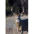 thumbnail image 2 of Archer, Ken 11x14 White Modern Wood Framed Museum Art Print Titled - White-tailed Deer Buck, 2 of 4