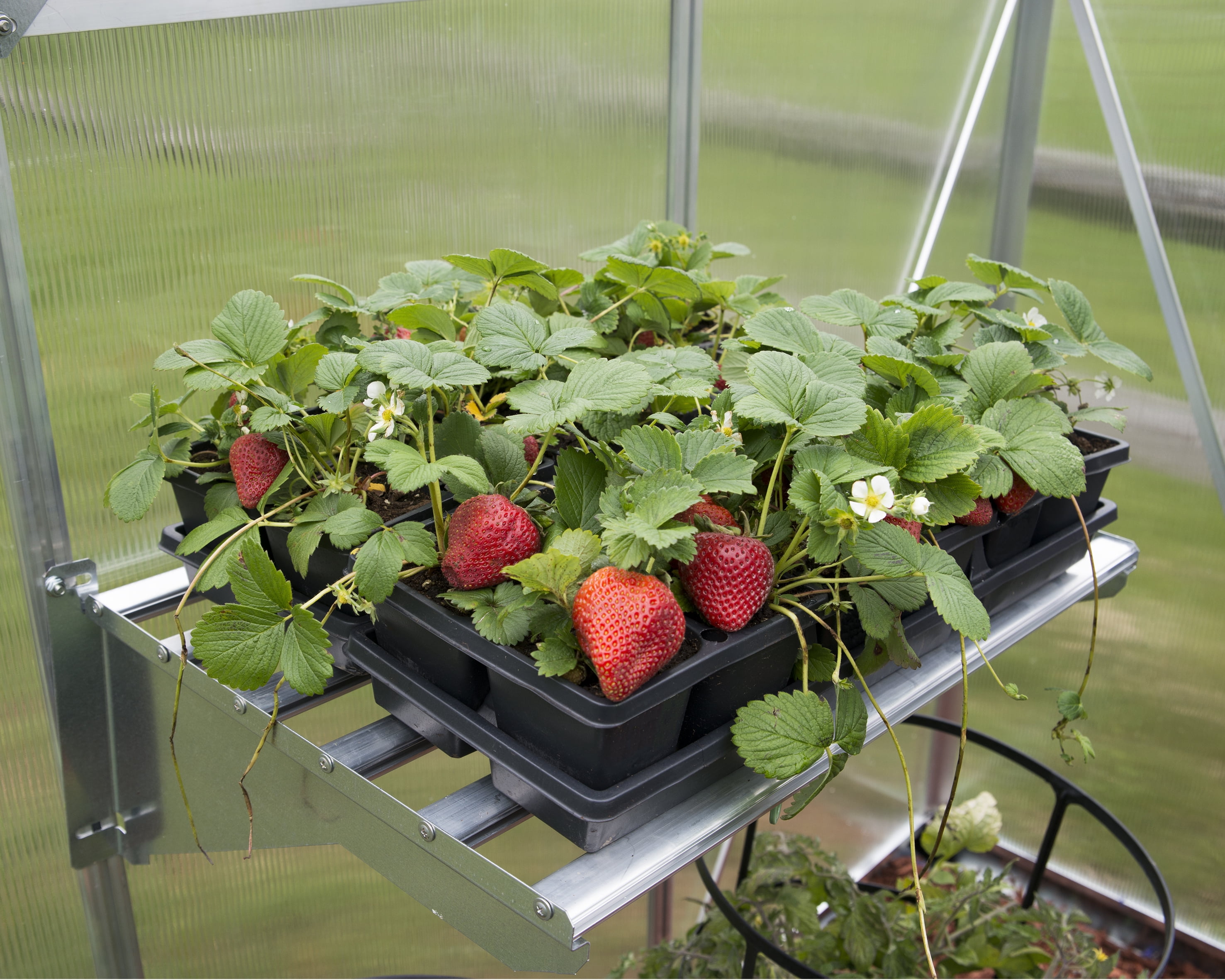 Palram - Canopia Heavy Duty Greenhouse Shelf Bundle (4 Shelves)
