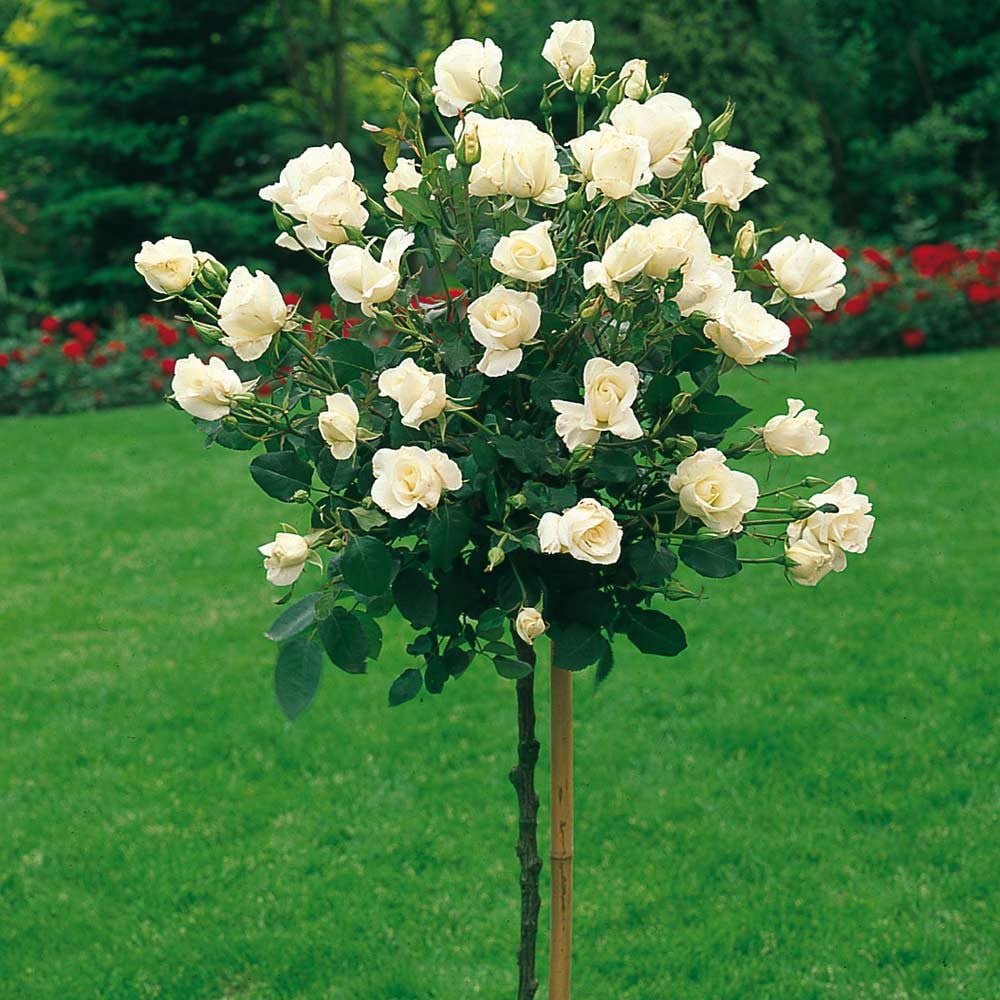 Expert Gardener Standard Rose