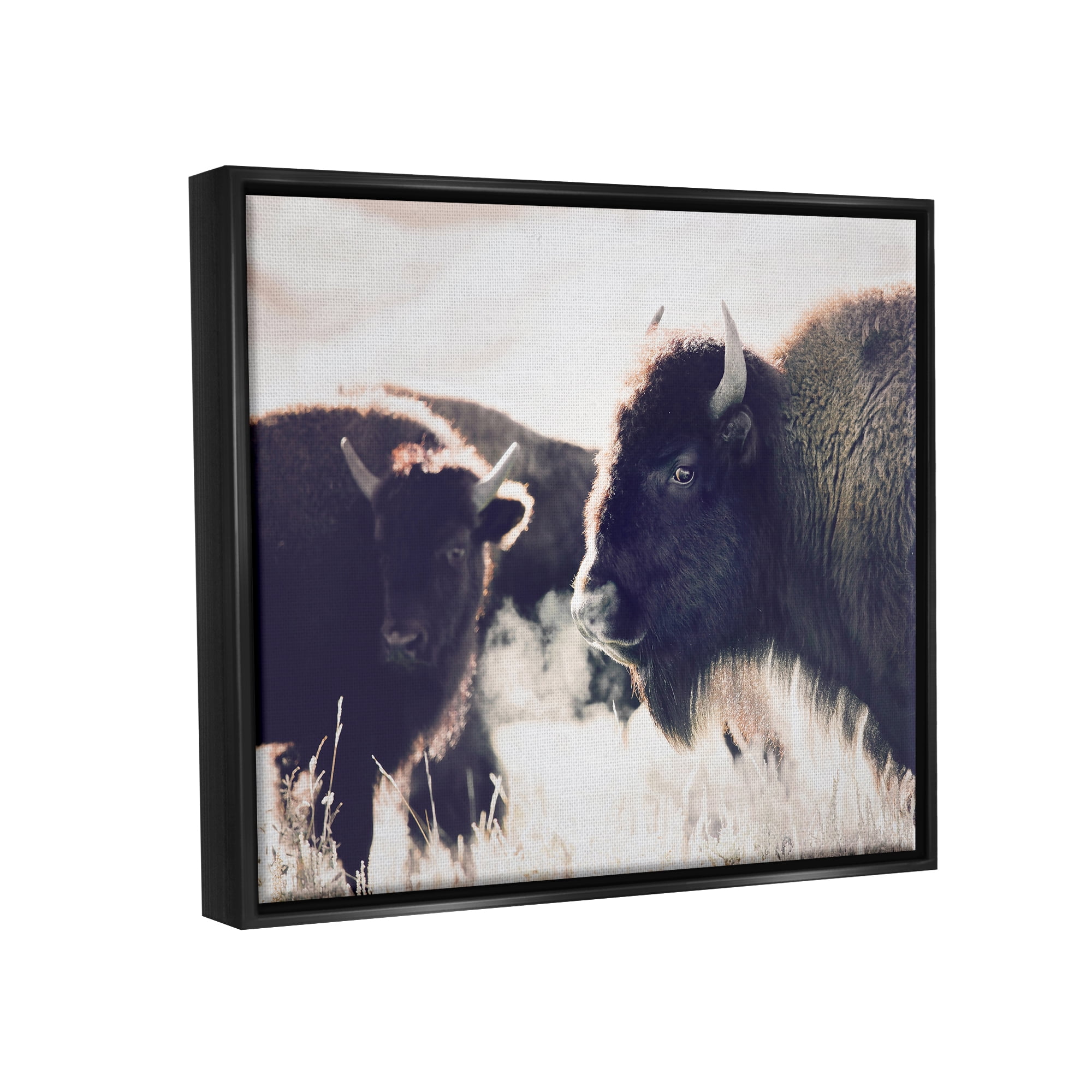Stupell Industries Bison Gazing in Nature Animals & Insects Photography Black Floater Framed Art Print Wall Art, 21 x 17