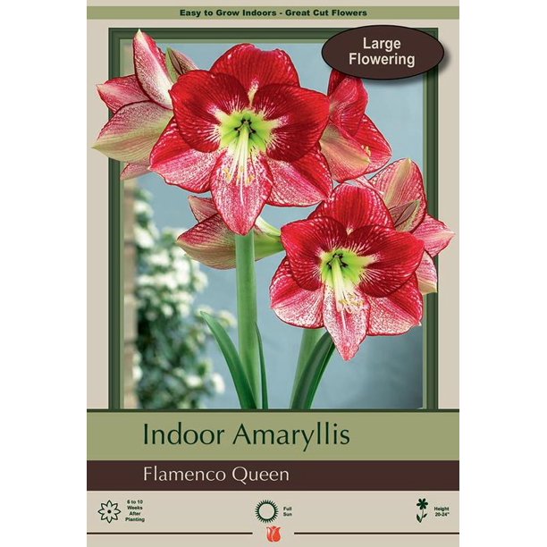 Giant Dutch Amaryllis Flamenco Queen 34/36 cm Bulb