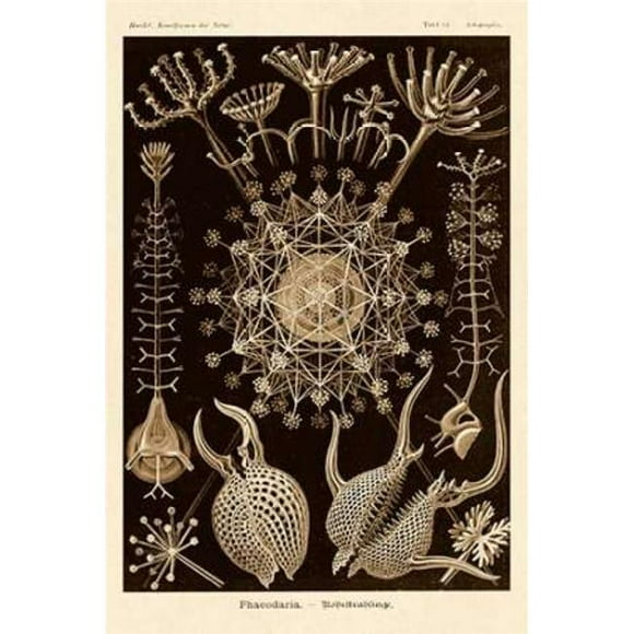 Bentley Global Arts PDX449738LARGE Haeckel Nature Illustrations - Phaeodaria Radiolarians - Impression d'Affiche de Teinte Sépia par Ernst Haeckel&44; 24 x 36 - Grand