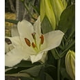 thumbnail image 2 of Casa Blanca Trevi Oriental Lily (3 Bulbs) - Flourishing Venture, 2 of 3