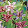 thumbnail image 2 of Mutli-colored Toad Lily Mixture, Dormant Bare Root Perennial Plants, 3-Pack, 2 of 3
