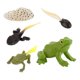 thumbnail image 1 of Juguetes de Animales CUTICAT 2x Gallo Tortuga Juguetes de Ciencia de Biología, 1 of 8