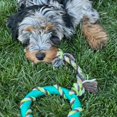 thumbnail image 3 of Chew Toys Rocket & Rex, paquete de 6 unidades para perros pequeños y medianos, 3 of 9