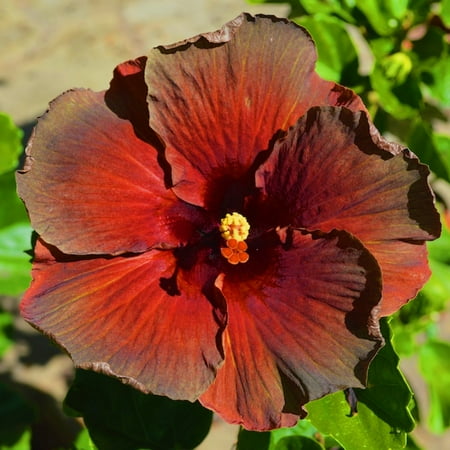 

Hibiscus Bulbs Hibiscus Grows Quickly Hibiscus Has A Light Alluring Scent Hibiscus Attracts Pollinators Hibiscus Is A Beautiful Double Flower