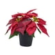 thumbnail image 3 of Planta de Pascua artificial navideña Decoración navideña Decorativa navideña Artificial Estilo B, 3 of 9