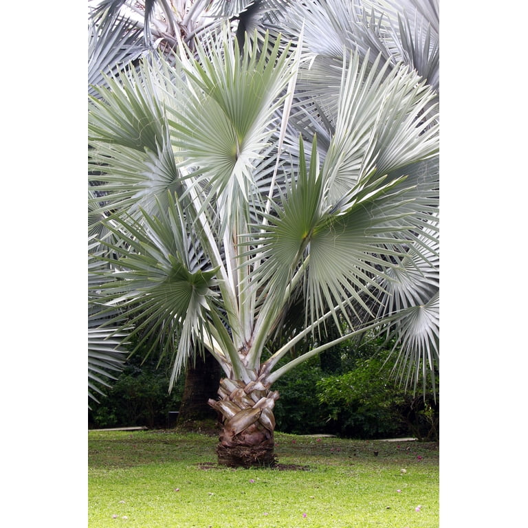 5 SILVER SAW PALMETTO Serenoa Repens American Dwarf Palm 5 SILVER SAW PALMETTO Serenoa Repens American Dwarf Palm