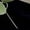 Black, variant on Coquette Gigi Bow St Patrick’s Day T-Shirt, Green Lucky Shamrock Clover Tee