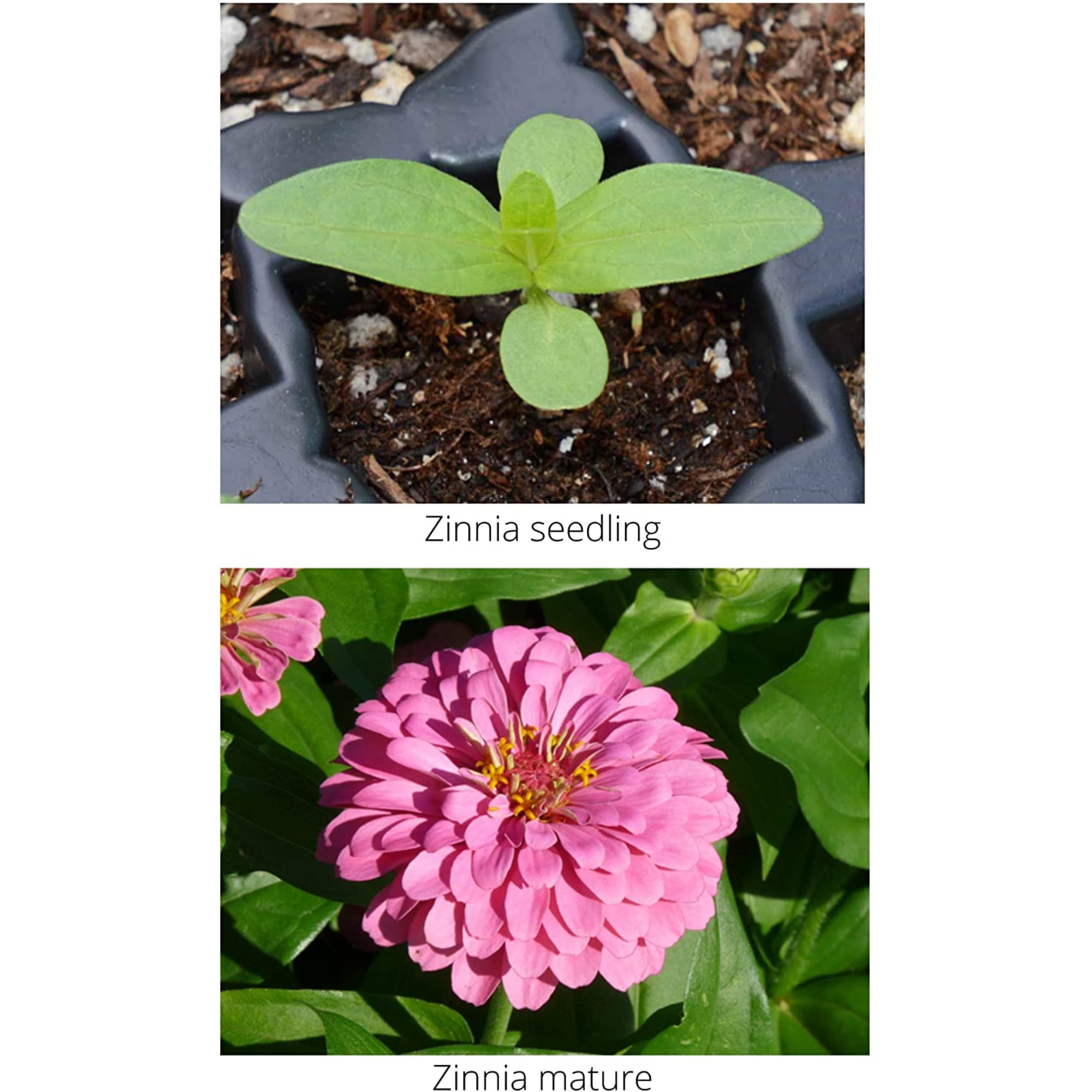 Zinnia Mix Earth Science, 2lb
