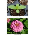 thumbnail image 7 of Zinnia Mix Earth Science, 2lb, 7 of 7