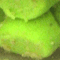 (2 pack) Berkley PowerBait Trout Nibbles