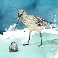 thumbnail image 2 of Robinson, Carol 20x20 White Modern Wood Framed Museum Art Print Titled - Delray Sandpiper II, 2 of 4