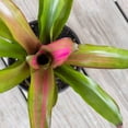 thumbnail image 4 of United Nursery Live Bromeliad Red Leah Plant 12-14 inches Tall in 6-inch Grower Pot, 4 of 6