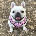 thumbnail image 5 of Pug Small Dog Harness No Pull Dog Vest Harness for Small Medium Dogs Breathable Pets Puppy French Bulldog Dog Harness Leash Set (Rainbow Harnes Leash,M), 5 of 7