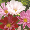 thumbnail image 4 of Ferry-Morse 300MG Cosmos Sea Shells Annual Flower Seeds, Full Sun, 4 of 11