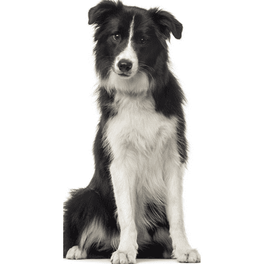 SP12548 Collie Dog Scotch Collie Rough Collie Prop Cardboard Cutout Standee Standup