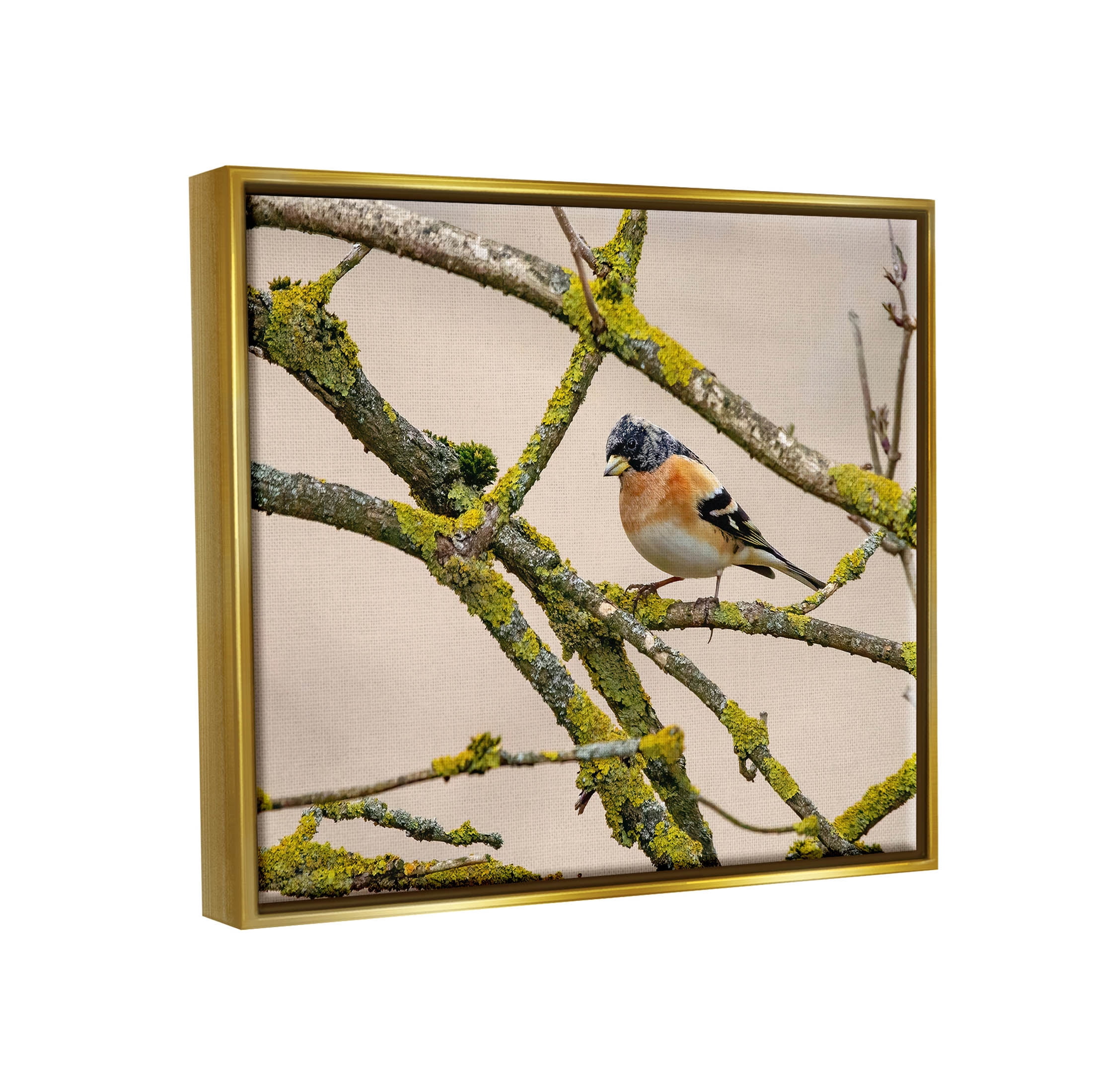 Stupell Industries Orange Bird Mossy Tree Branch Photograph Metallic Gold Floating Framed Canvas Print Wall Art, Design by Lil' Rue