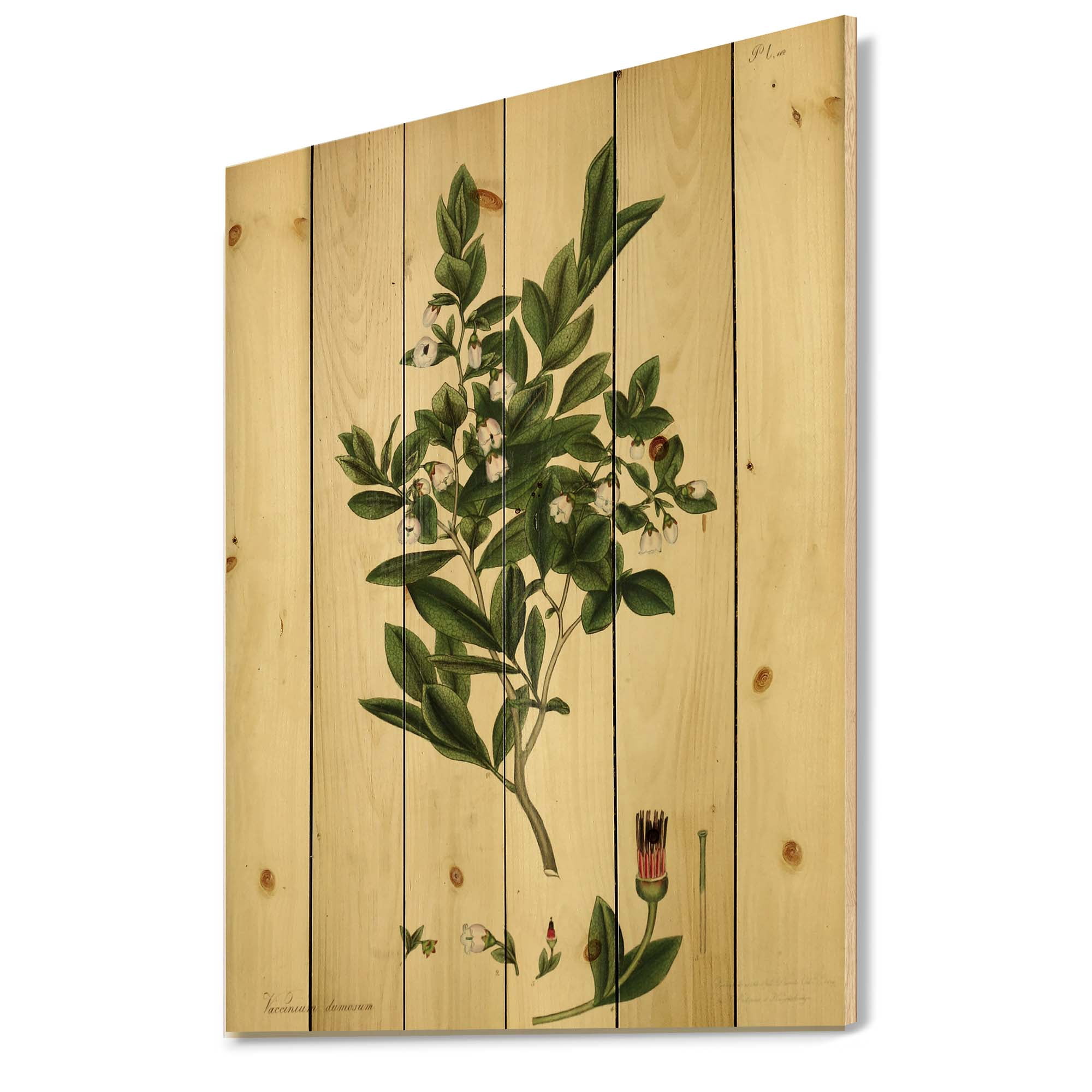 Designart 'Ancient Plant Life XXV' Traditional Print on Natural Pine Wood