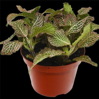 House Plant Dropship 8-POTHOS-SILVER.STREAK 8 in. Pot Pothos Silver Streak  Plant - Walmart.com