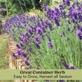 thumbnail image 6 of Hidcote Lavender | Two Live Herb Plants | Non-GMO, English Lavender, Compact, 6 of 10