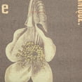 thumbnail image 2 of Creative Co-Op Scientific Botanicals Linen and Wood Scroll Wall Poster, Multicolor, 2 of 8