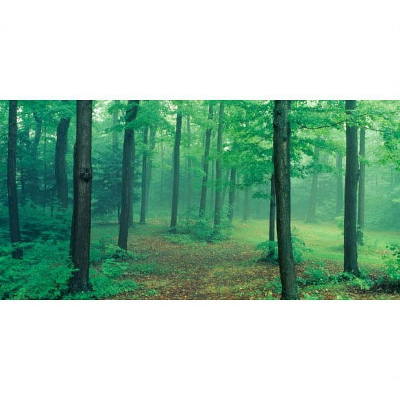 Biggies Wall Mural - Misty Forest - Medium