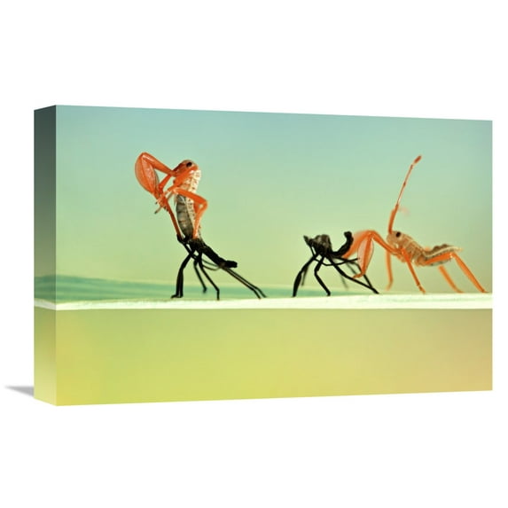 Global Gallery Donald Jusa,'Re-Born' Stretched Canvas Artwork