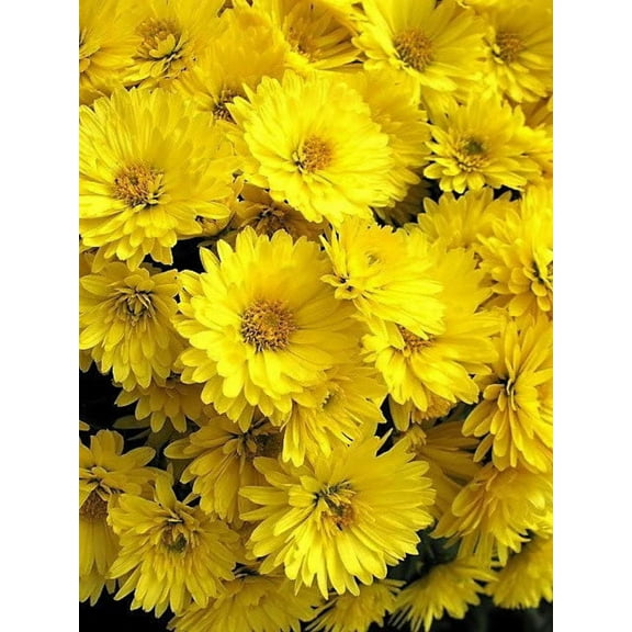 Seedville Yellow Chrysanthemum Flower Seeds (500 Pack), Attracts Bees